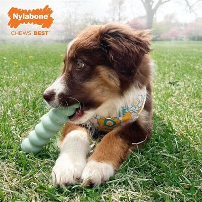 Nylabone puppy tactile stick pindakaassmaak