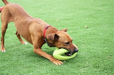 Happy pet grubber interactieve rugbybal mini assorti